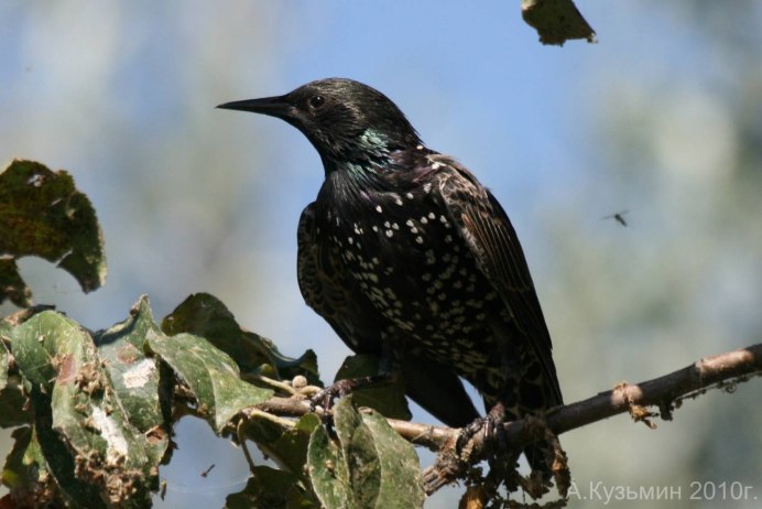 Graurul- (Sturnus vulgaris
