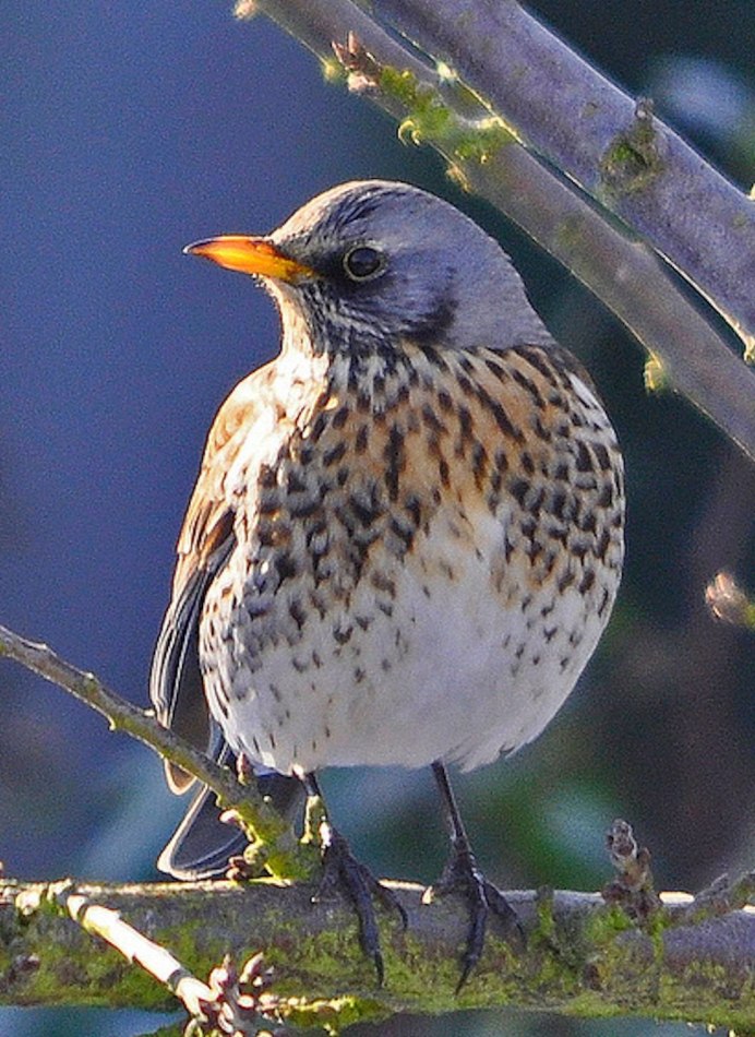 Певчие птицы Южного Урала