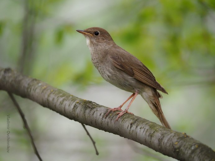 Птицы Зеленограда