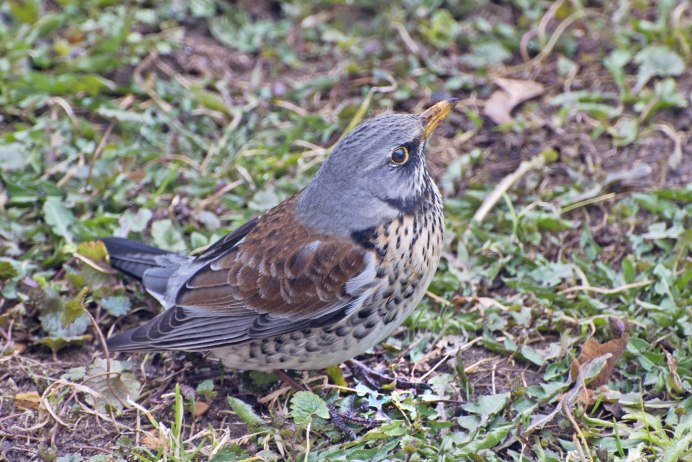 Серый Дрозд рябинник