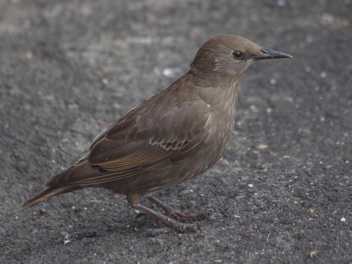 Голубь Columba palumbus