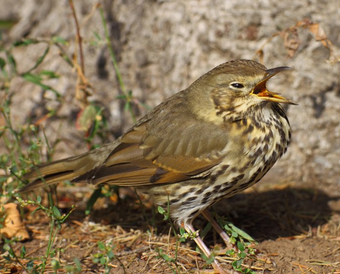 Птицы Санкт-Петербурга