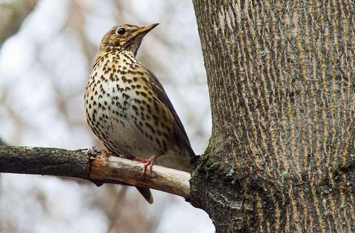 Певчий Дрозд зимует