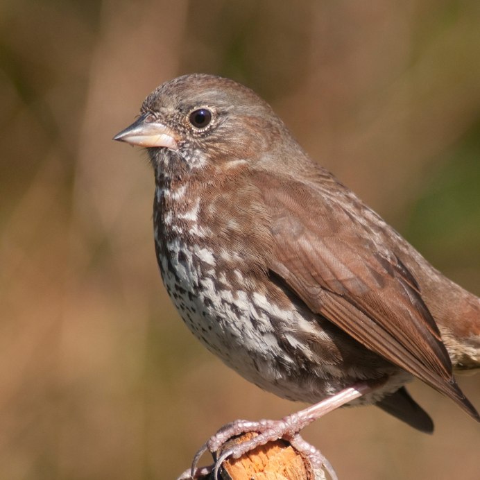 Птичка семейства воробьиных