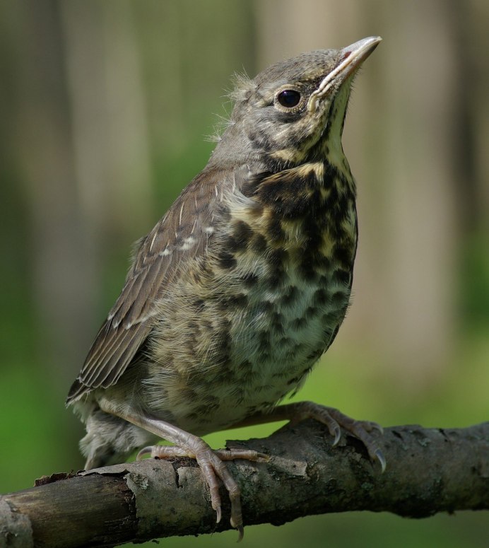 Хохлатый Дрозд