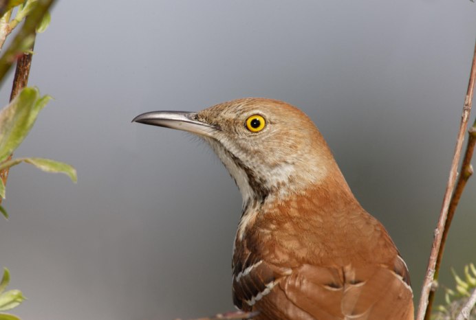 Дрозд-рябинник серый Дрозд деряба