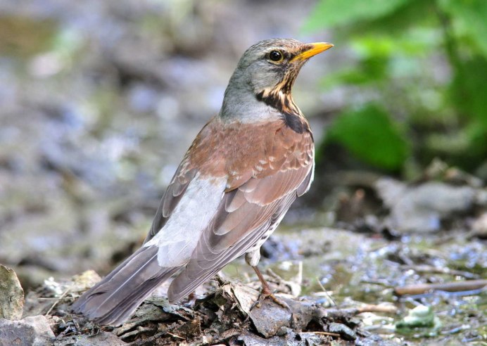 Дрозд рябинник