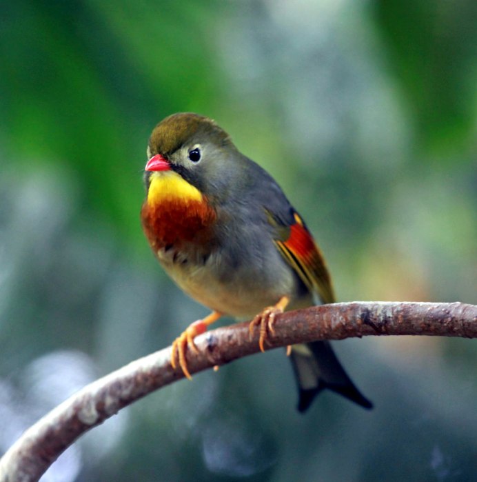 Red-billed Leiothrix