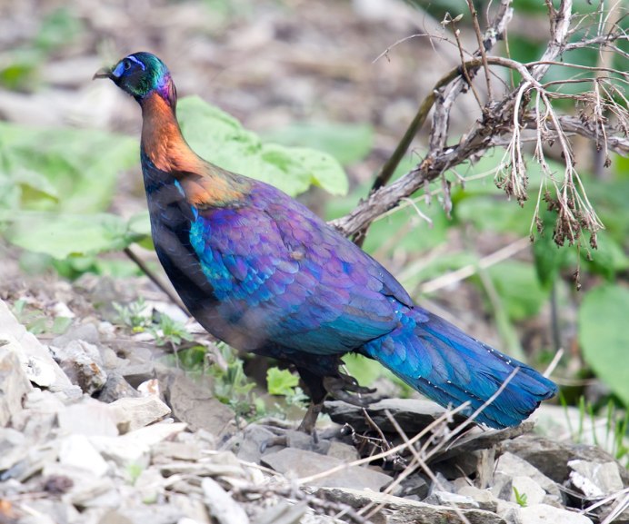 Lophophorus lhuysii