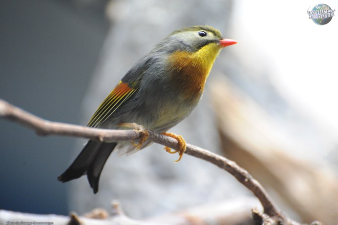 Китайский Соловей Leiothrix lutea