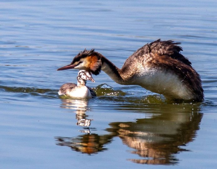 Большая поганка чомга