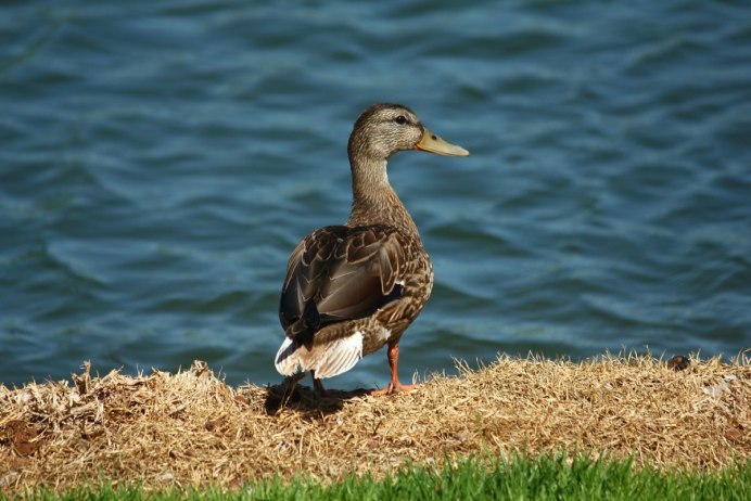 Желтая уточка