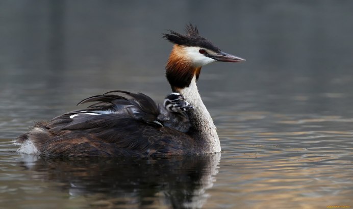 Чомга птица