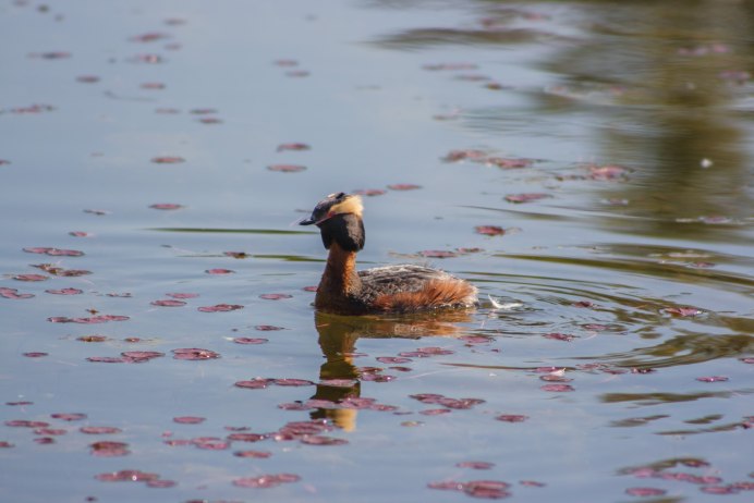 Утка Барбари