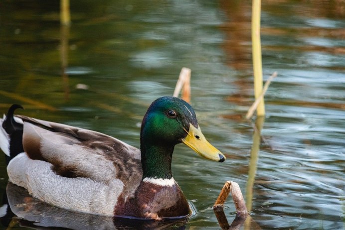 Чомга самка