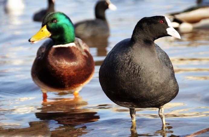 Утка Серощекая поганка