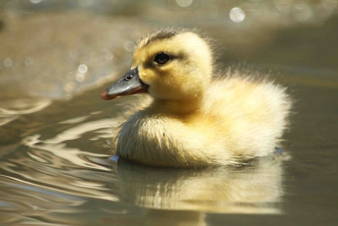 Нырок малая поганка