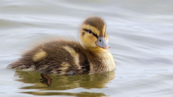Ныряющая птица чомга