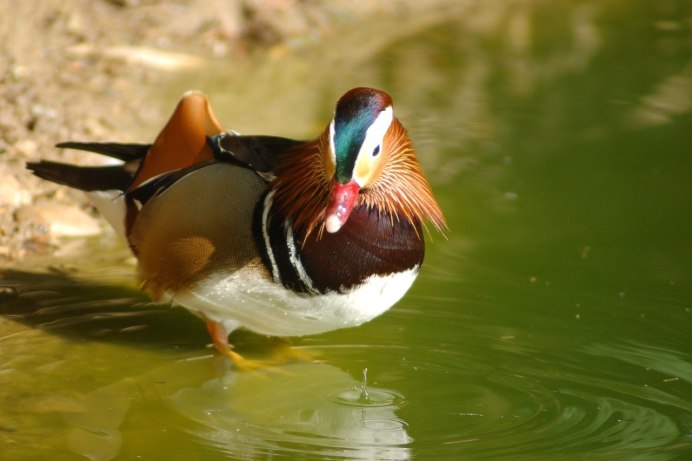 Утка поганка чомга