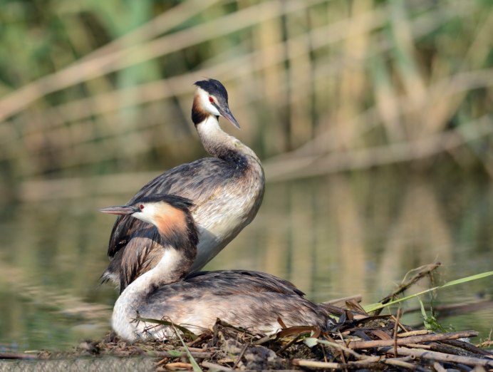 Черношейная поганка птица