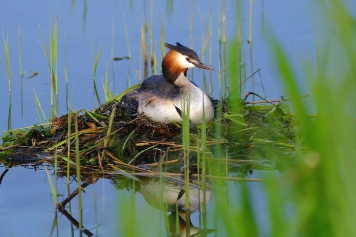 Большая поганка чомга