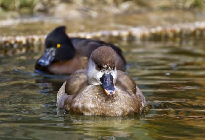 Утка чомга фото