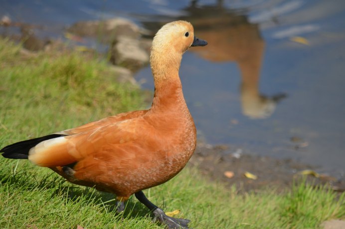 Утка водоплавающая птица
