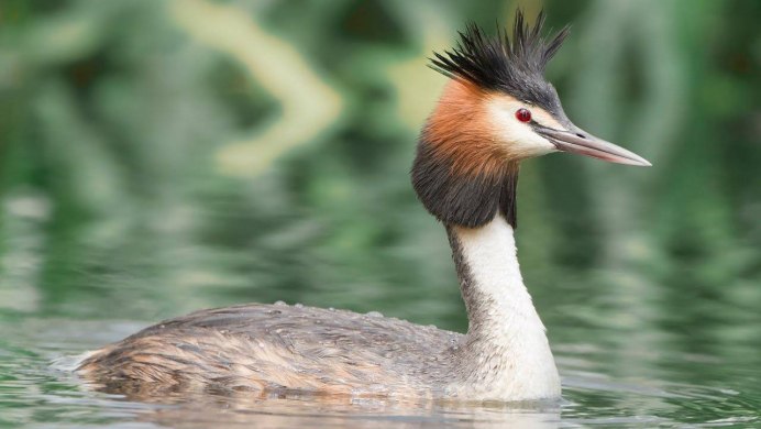 Дикие черные утки фото