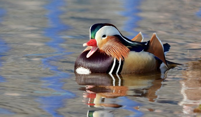 Утка поганка чомга