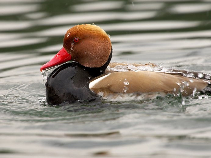 Селезень фото птицы
