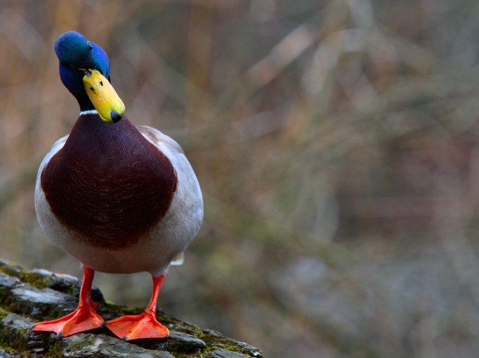 Чомга-нырец птица