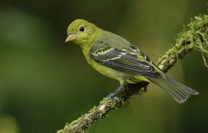 Пеночка пересмешка птица