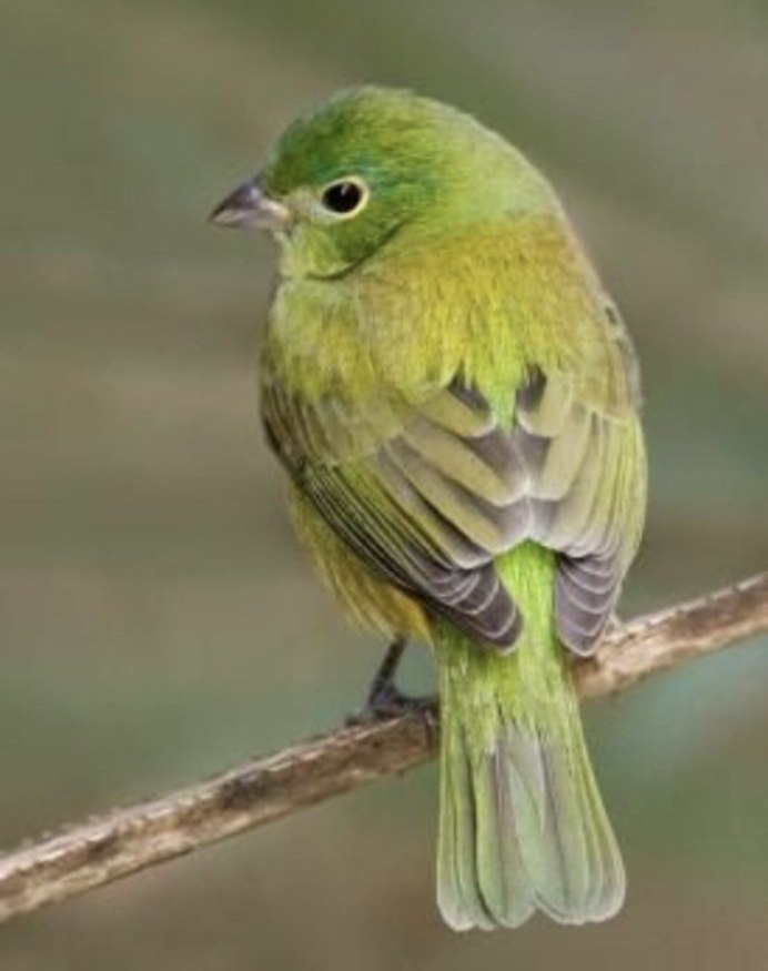 Бирюзовая танагра-медосос