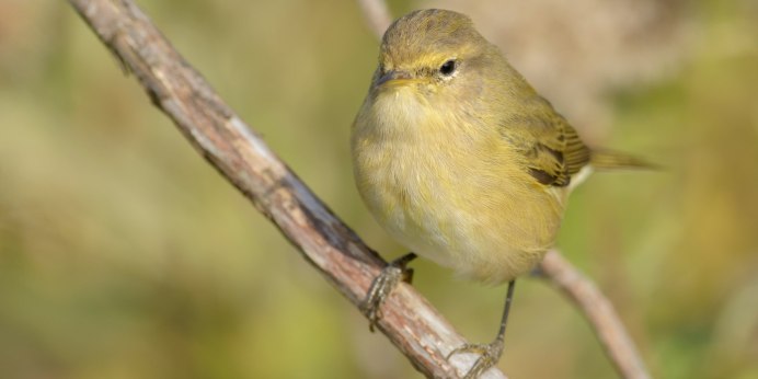 Обыкновенная зеленушка самец