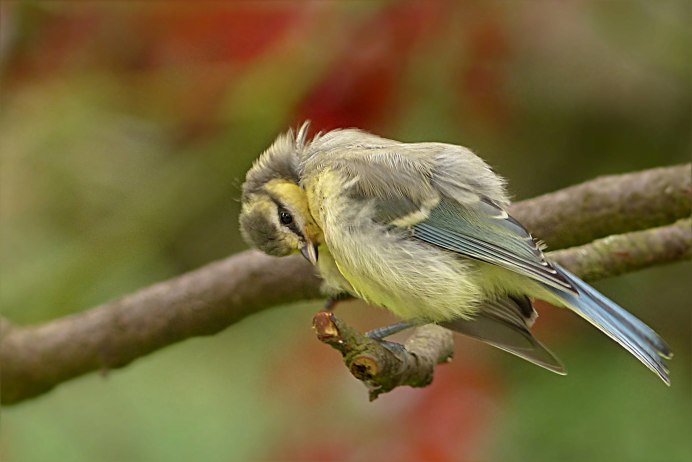 Лесная канарейка зеленушка
