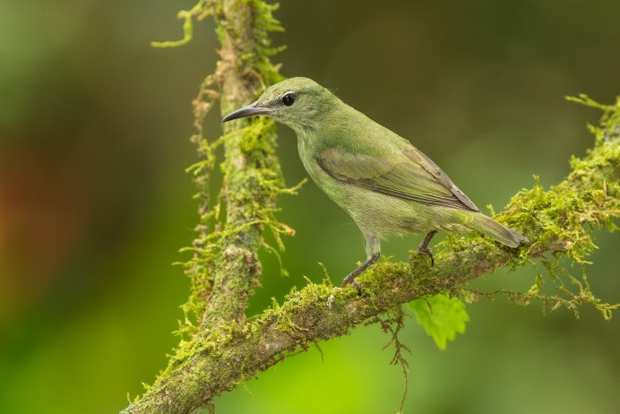 Зелёный САИ птица танагровых