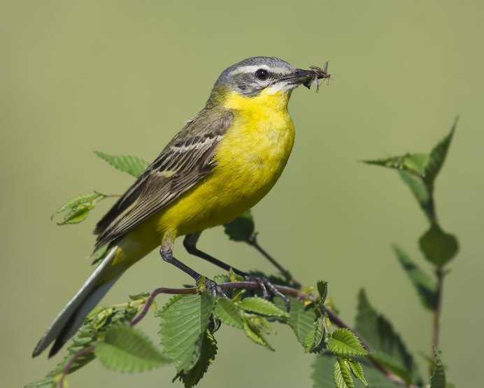 Карликовый зелёный Зимородок