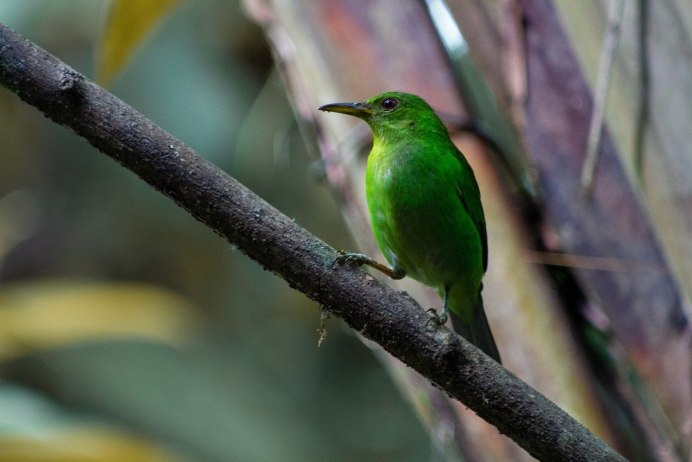 Синица зеленушка