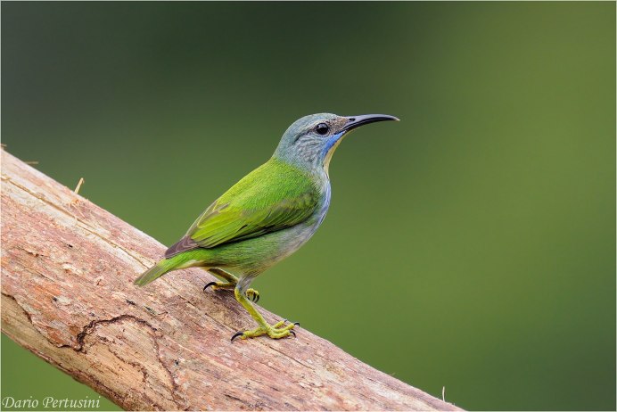 Серая пеночка
