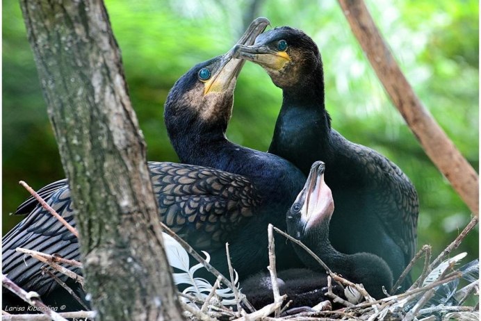Larus argentatus птенец