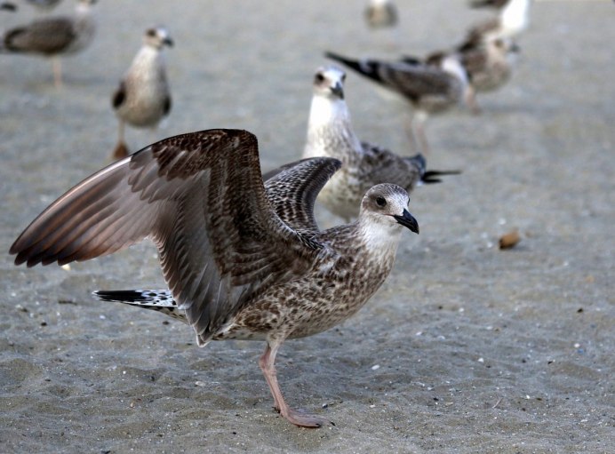 Phalacrocorax penicillatus
