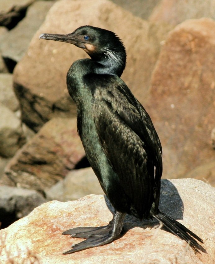 Phalacrocorax Carbo птица