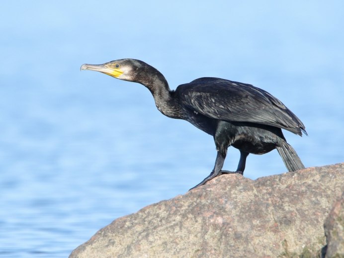 Хохлатый Баклан Phalacrocorax Aristotelis