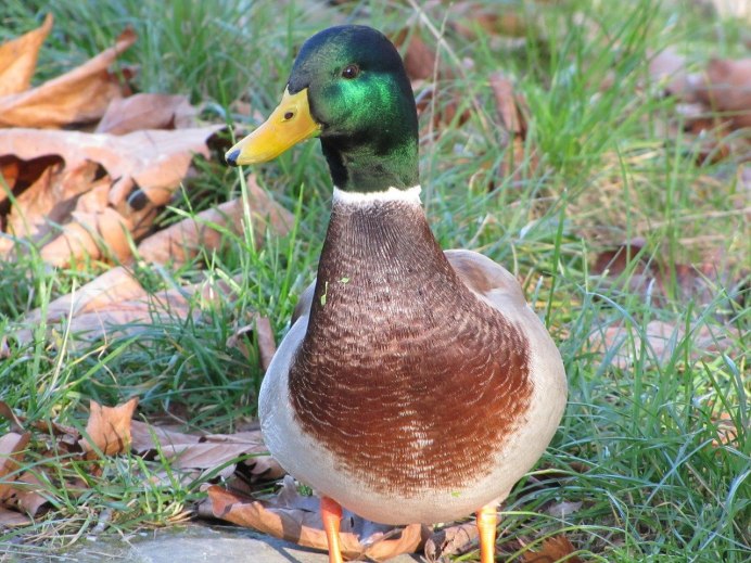 Greylag Goose