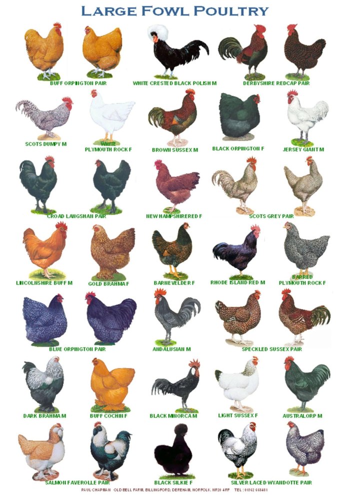 Цесарка куропатчатая