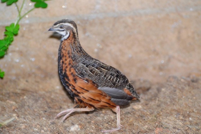 Фото расписной перепел Coturnix chinensis