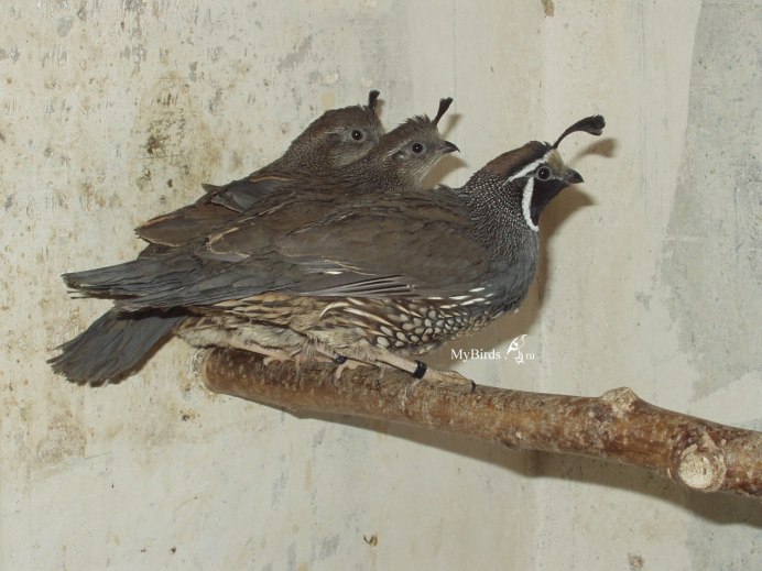 Pet Quails