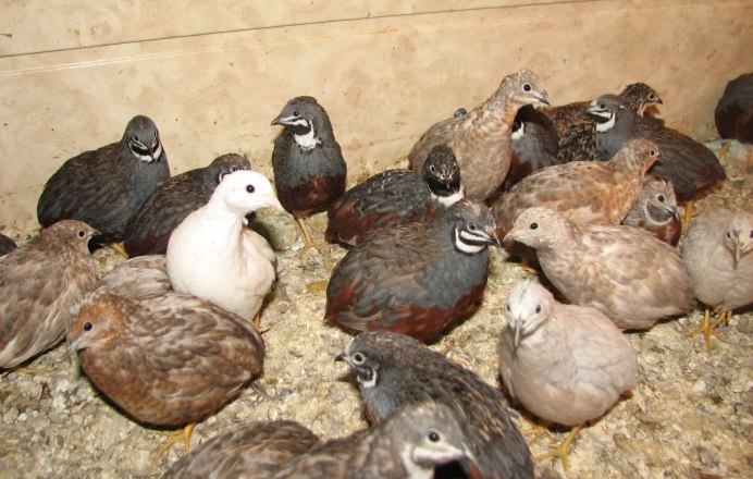 Китайский расписной перепел яйца