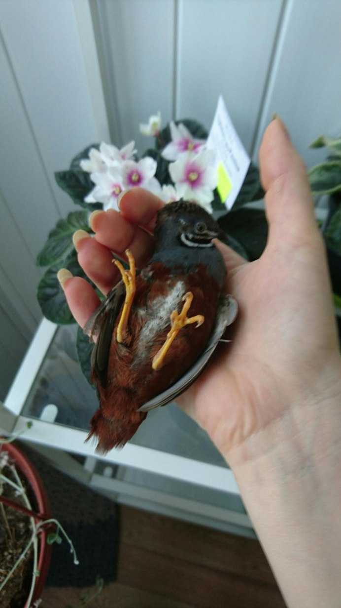 King Quail