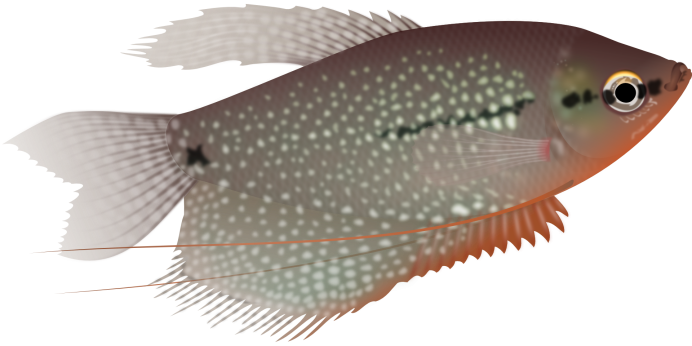 Лялиус (Trichogaster lalius)